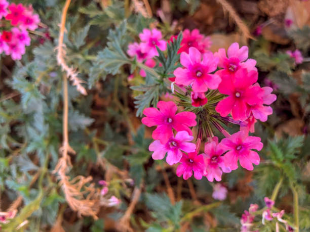Verbena flowers blossoming
