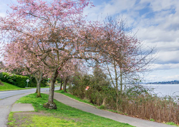 istock Cherry Trees Near Street 1311970570
