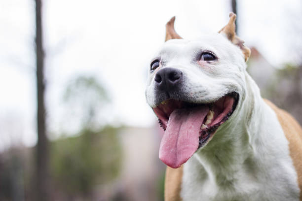 istock Happy Dog Portrait 1311970624