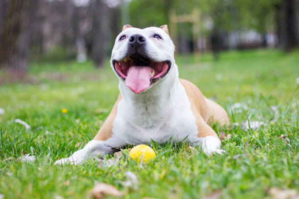 istock Happy Dog Portrait 1311970747