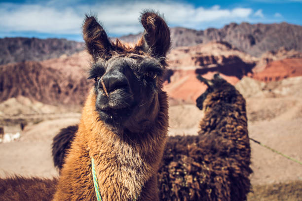 istock Jujuy - Argentine North 1311970870