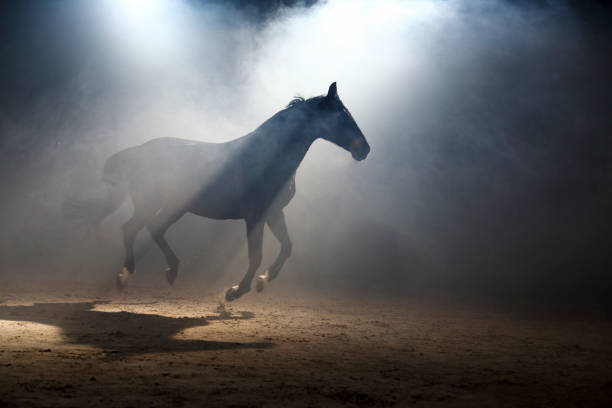 istock Horse in the fog 1311971743