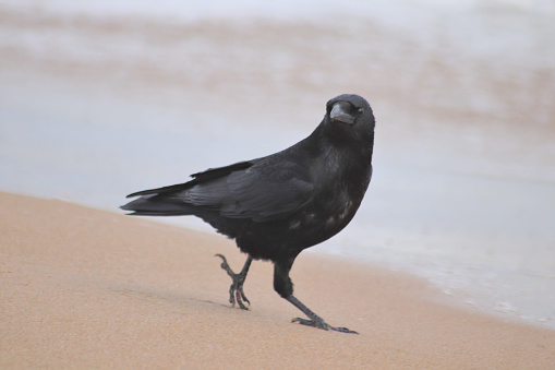Lone crow walking on beach