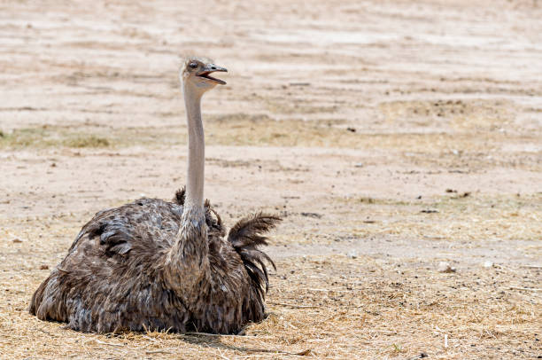 istock Female of African ostrich (Struthio camelus) 1311973110