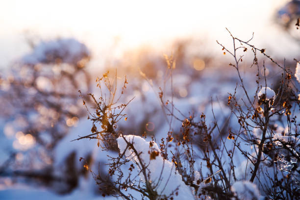 Tree branches in winter with fallen snow against sunlight