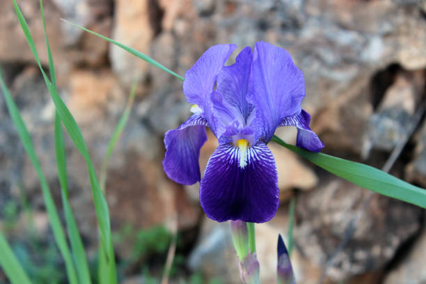 Iris flowers on a blurred green background, closeup. Blooming iris orchid for publication, design, poster, calendar, post, screensaver, wallpaper, cover, website. High quality photography