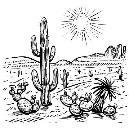 Desert landscape and cactus, vector illustration. Line sketch with desert plants as saguaro and opuntia, sunset, rocks.