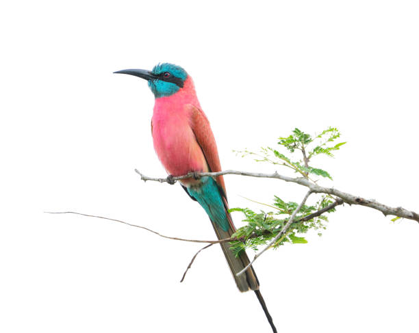 oiseau africain coloré lumineux de carmin d’abeille-mangeur de couleur rouge et bleue se reposant sur la branche mince d’arbre avec des lames d’isolement sur le fond blanc - bee eater colorful bird beautiful bird animal photos et images de collection