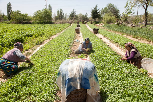 kobiety uprawiają na polach tytoniowych, manisa, turcja - picking crop harvesting scenics zdjęcia i obrazy z banku zdjęć