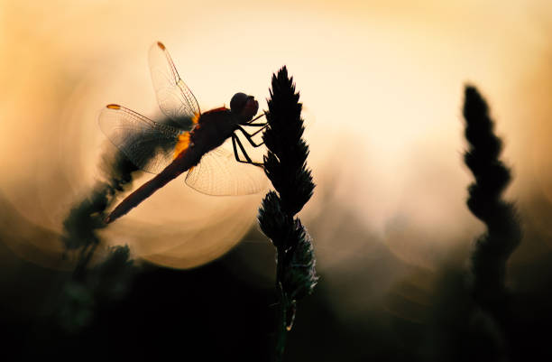istock sympetrum sanguineum in backlight on a grass 1311974889