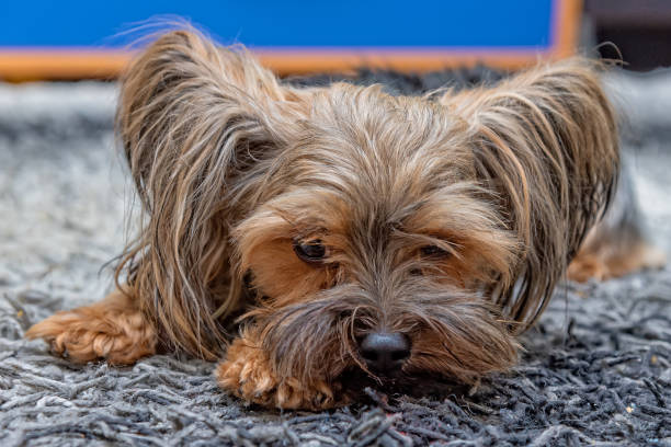 istock Cute Yorkshire terrier lying down on the floor. 1311975052