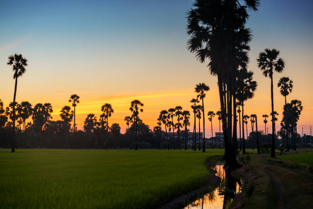 istock Sugar palm tree and paddy rice farm at sunset 1311975137