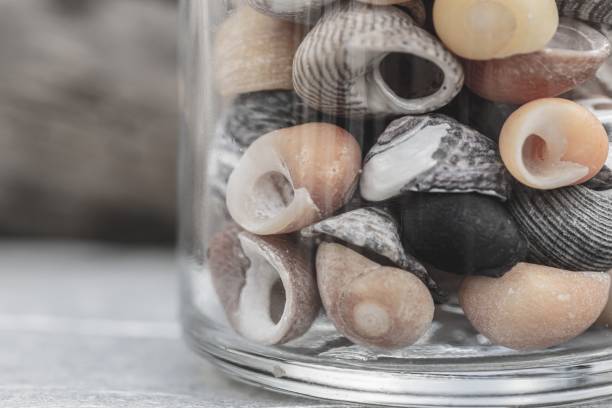 Seashells stored in a glass jar