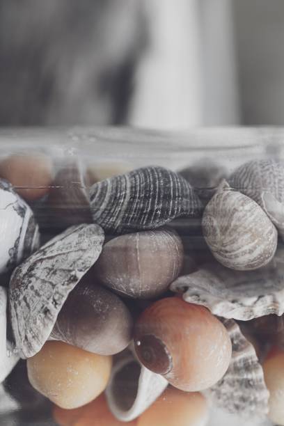 istock Seashells stored in a glass jar 1311976629