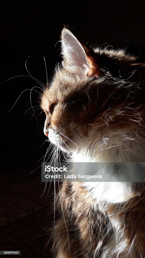 cat profile Fluffy cat, shot in profile Alertness Stock Photo
