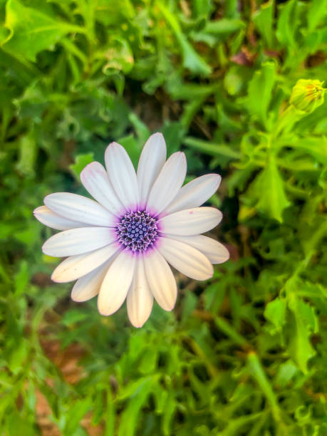 Colorful summer flowers