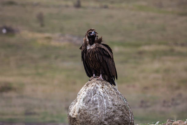 istock Cinereous Vulture Wild life 1311979460