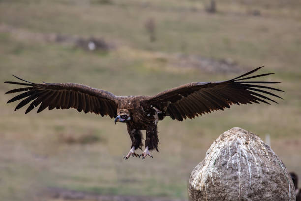 istock Cinereous Vulture Wild life 1311979518