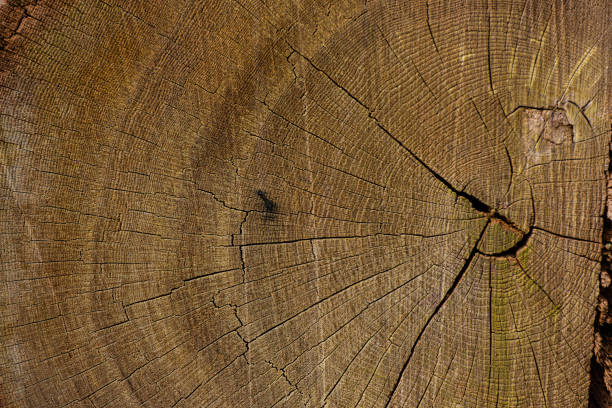 Annual growth rings of an old tree, dendrochronology.