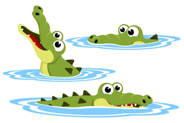 ilustrações, clipart, desenhos animados e ícones de um conjunto de crocodilos na água. o personagem - crocodilo