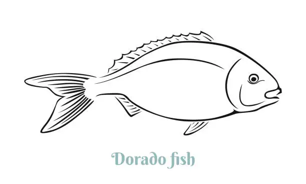 Vector illustration of Dorado fish black and white outline. Vector illustration. Seafood label, icon.