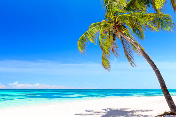 istock Coconut Palm tree on white sandy beach in Punta Cana, Dominican Republic. 1311984361