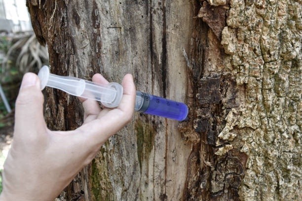 a hand with syringe blue medicine injection to the tree trunk skin is diseased, a sick tree and skin care healing concept - injecting tree close up old imagens e fotografias de stock