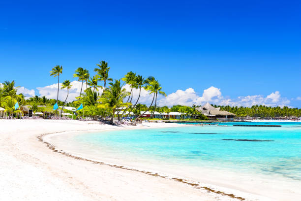 Coconut Palm trees on white sandy beach in Dominican Republic stock photo