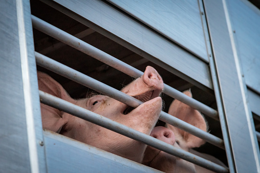 Pigs in a cage truck for transport to the slaughterhouse.