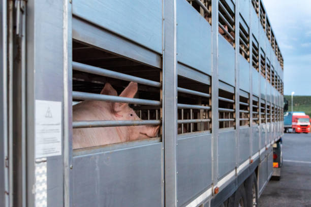 istock Pig transport in a cage truck. 1311984543