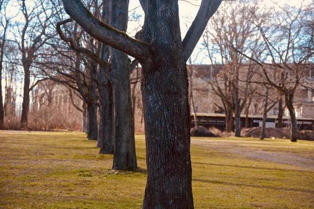 Traditional trees around a park unique stock photo