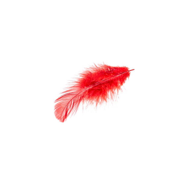 rote vogelfeder auf weißem hintergrund isoliert - feather boa feather isolated red stock-fotos und bilder