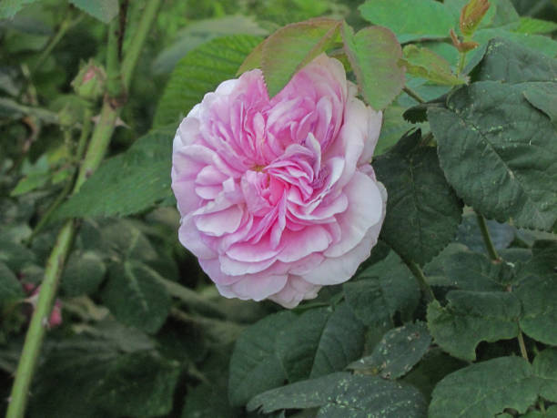 istock pink rose in green leaves 1311988751