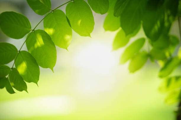istock Beautiful nature view green leaf on blurred greenery background under sunlight with bokeh and copy space using as background natural plants landscape, ecology wallpaper concept. 1311990162