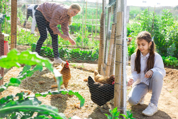 istock Little girl feeding chickens 1311990228