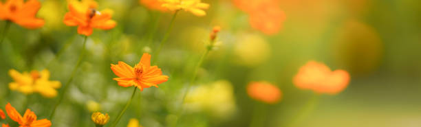 istock Closeup of orange Cosmos flower under sunlight with copy space using as background natural plants landscape, ecology cover page concept. 1311990820