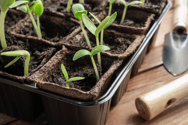 istock Seedlings and gardening tools 1311991144