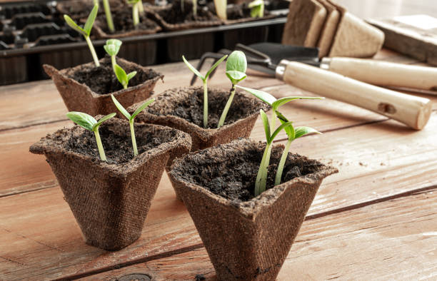 istock Pots with seedlings and gardening tools 1311991155