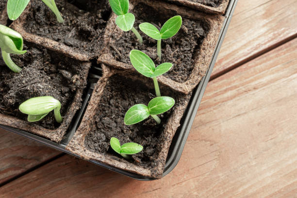 istock Cucumbers and zucchini seedlings 1311991163