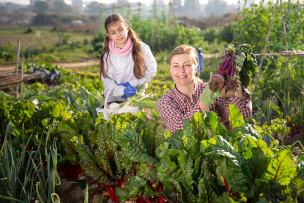 granjeros mujer y niña, sosteniendo remolacha fresca - beet green fotografías e imágenes de stock