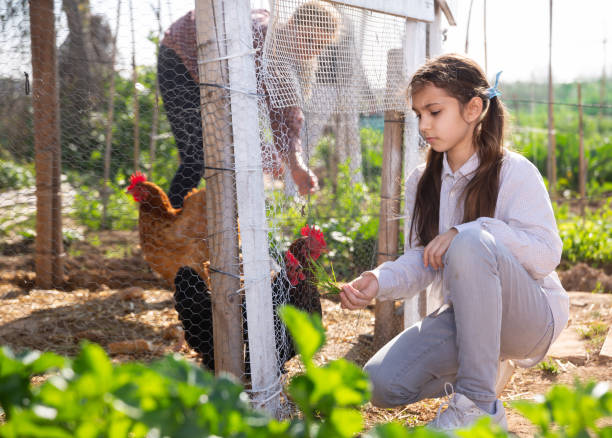 istock Little girl feeding chickens 1311991339