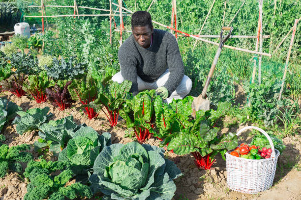 istock man farmer with shovel caring for beets 1311991381