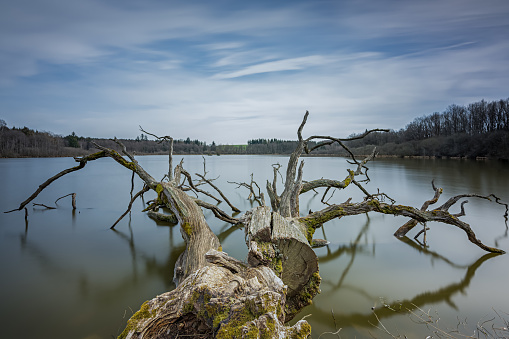 An old dead tree in a lake as a long exposure