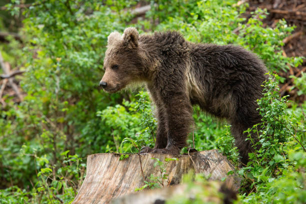 istock Young brown bear standing on stump in summer nature 1311991731