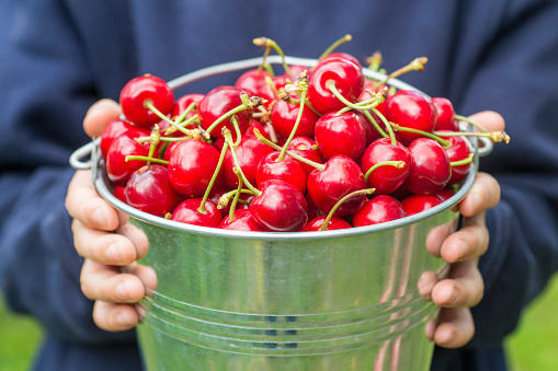 A boy is holding metal bucket with freshly picked cherries. A child is holding a bucket with juicy ripe cherries.