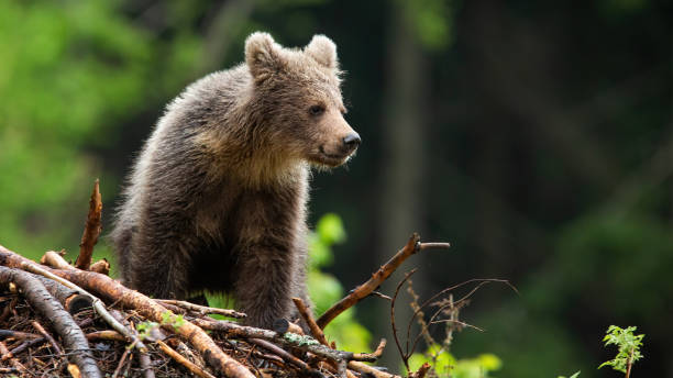 istock Little brown bear cub standing on sticks in summer forest 1311991870