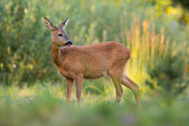 istock Roe deer female observing on growing meadow in evening sunlight 1311992427
