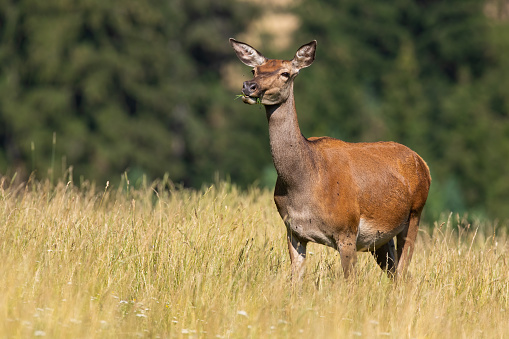 Female red deer, cervus elaphus, chewing grass on meadow in summer nature. Hind swallowing plants on pasture in sunlight with copy space. Brown mammal eating on glade.