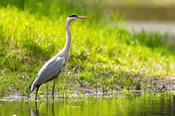 istock Grey heron standing on riverbank in summer sunlight 1311992603