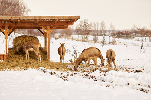 Deer and sika deer photographed during the day in a German snowy landscape, high resolution with copy space